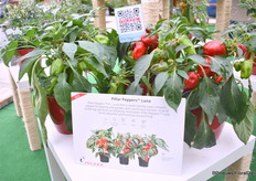 Paprika Luna van Prudac, een nieuwe variëteit. Hij is sappig, zoet en een beetje knapperig van smaak; een echte snackpaprika. Hij is ook lekker compact zodat hij perfect in het raam of de moestuin staat.